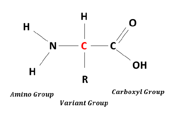 Amino ACid Diagram